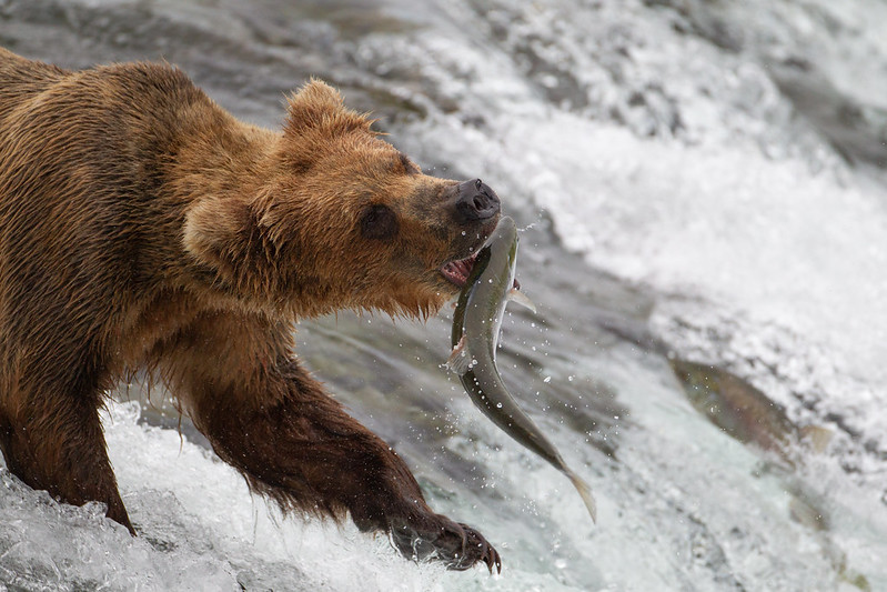 Brown bear at Brooks Falls captures a sockeye salmon mid-air in its mouth.