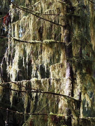 Green moss and lichen blanket a tree