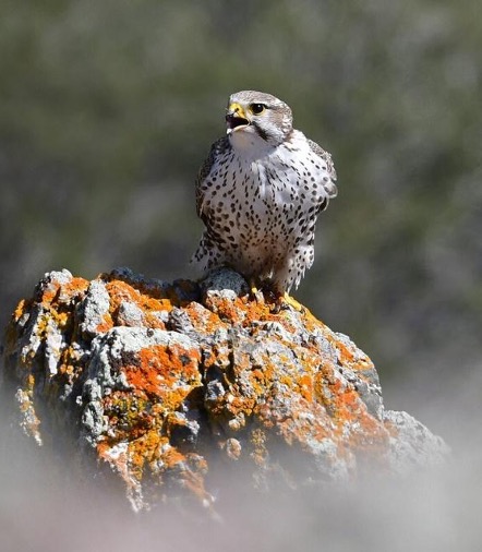 Adult male prairie falcon scold-calling from a rocky, orange lichen-covered territorial perch.